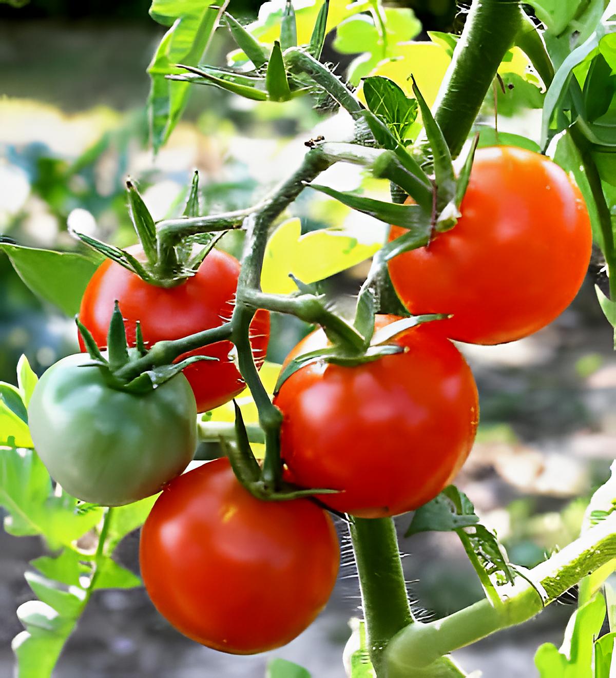 recette tarte à la tomate