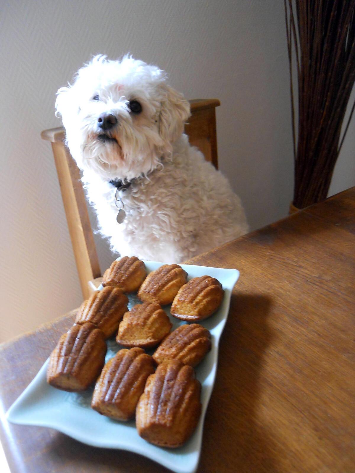 recette Madeleines à la violette