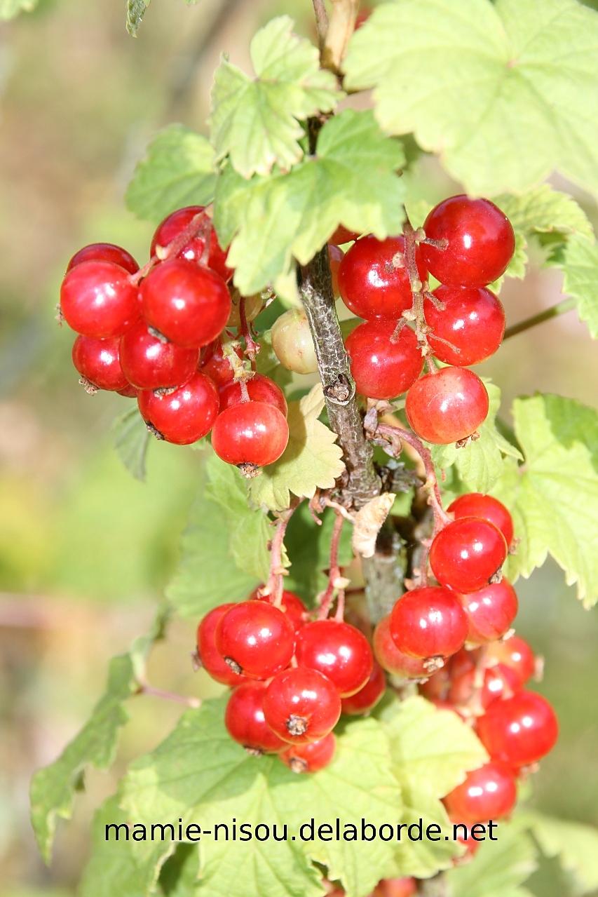 recette Vin de Groseilles (apéritif)