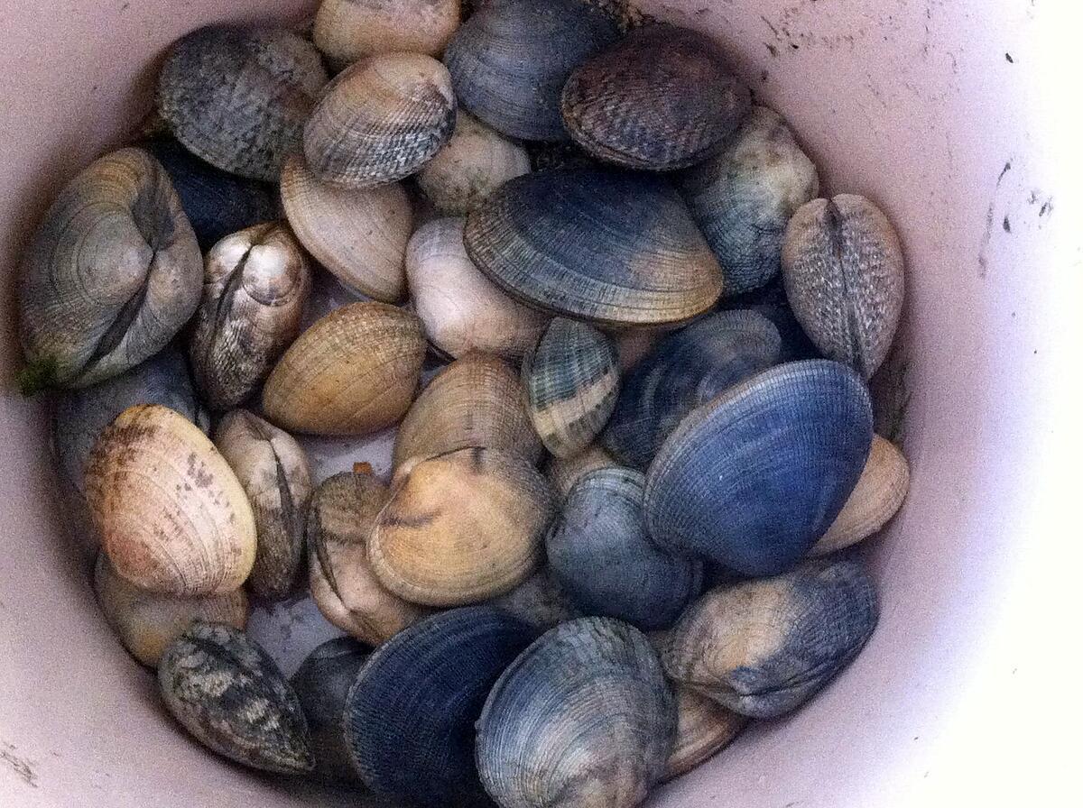 recette Palourdes à la ciboulette