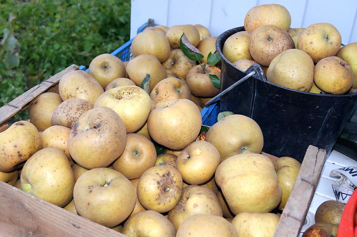 recette Pommes au four