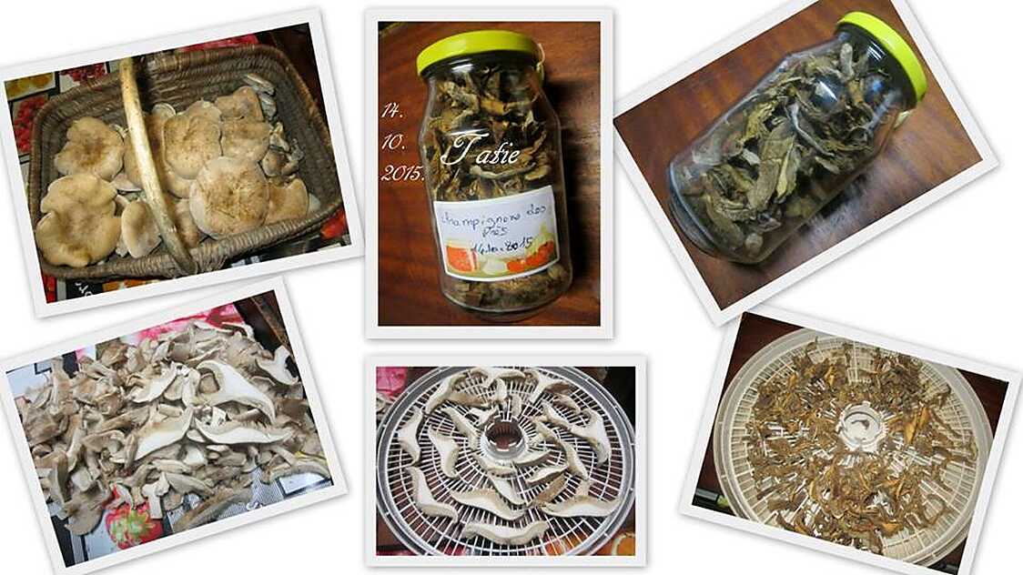 Champignons des près déshydratés.