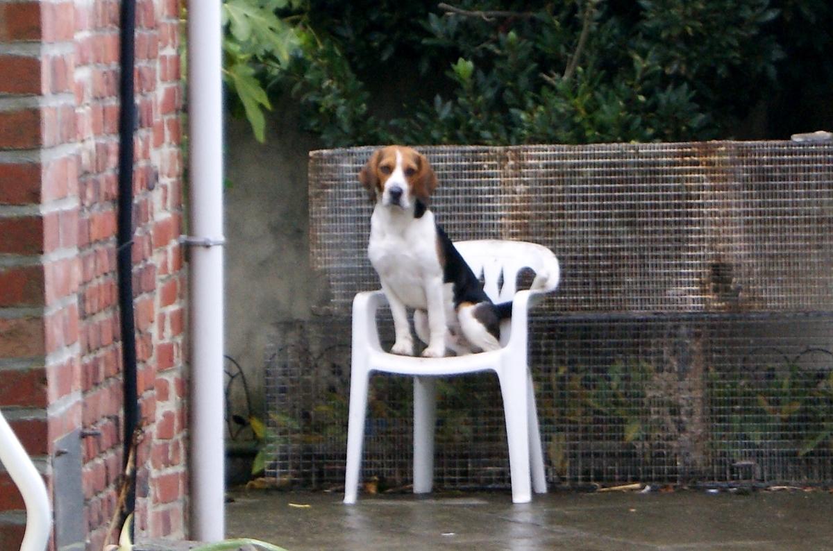 recette Banane en chien (déco)