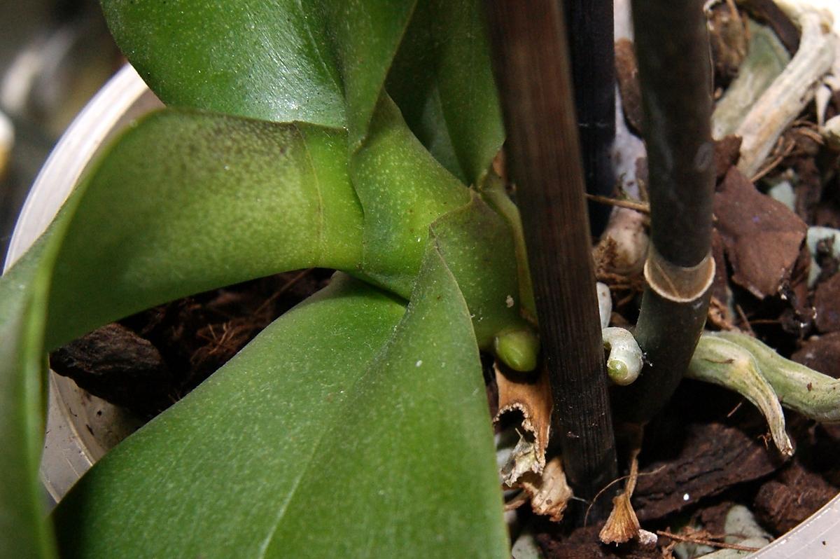 recette Comment faire refleurir une orchidée