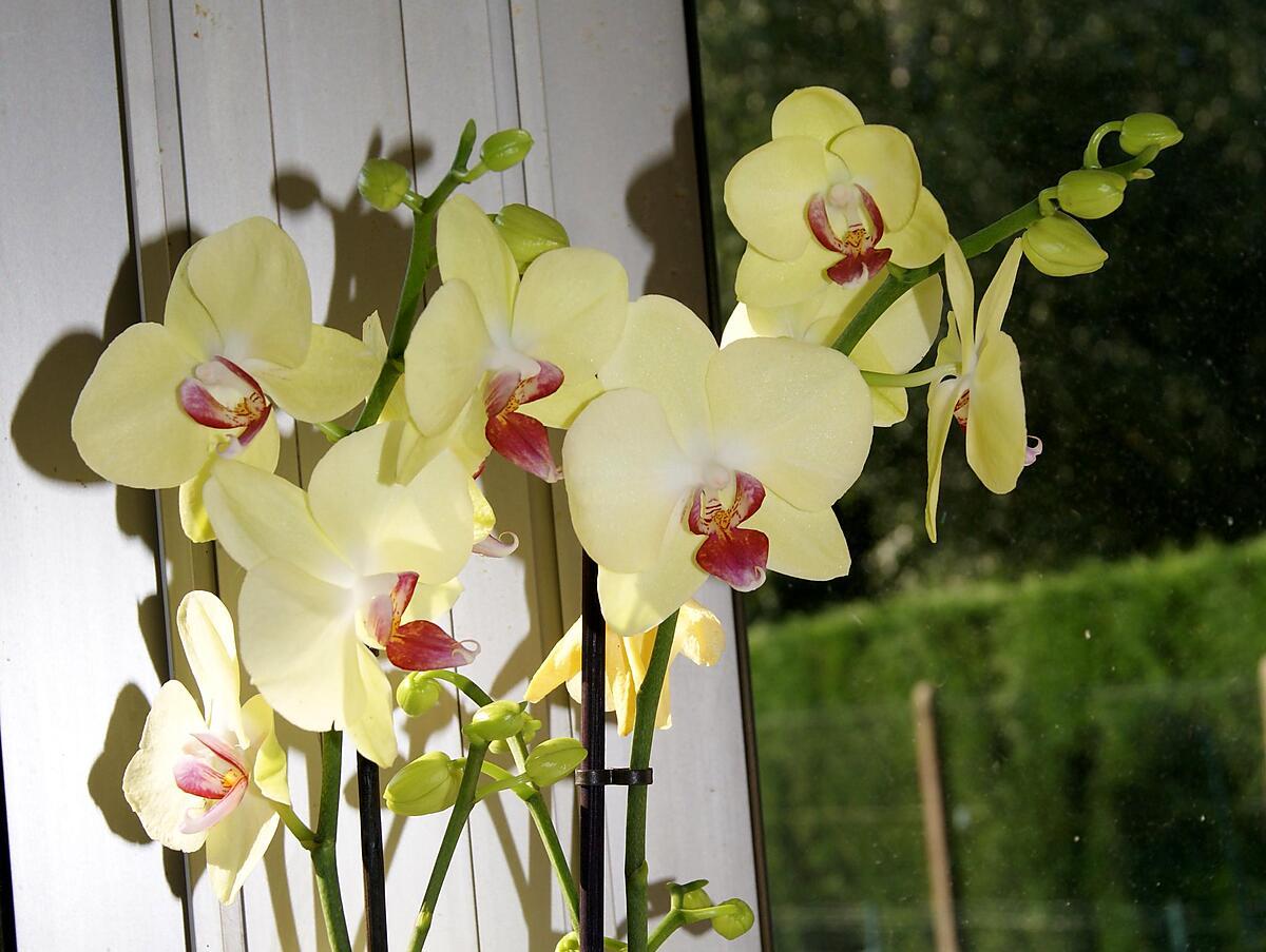 recette Comment faire refleurir une orchidée