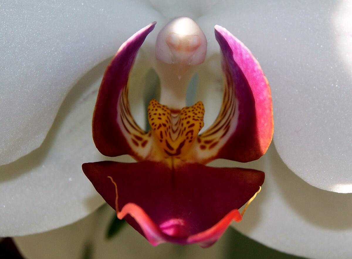 recette Comment faire refleurir une orchidée