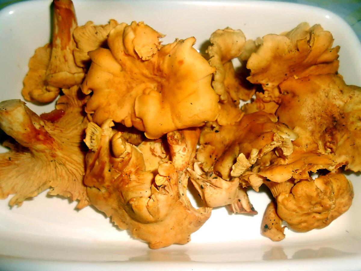 recette FRICASSEE DE COQUELET AUX GIROLLES