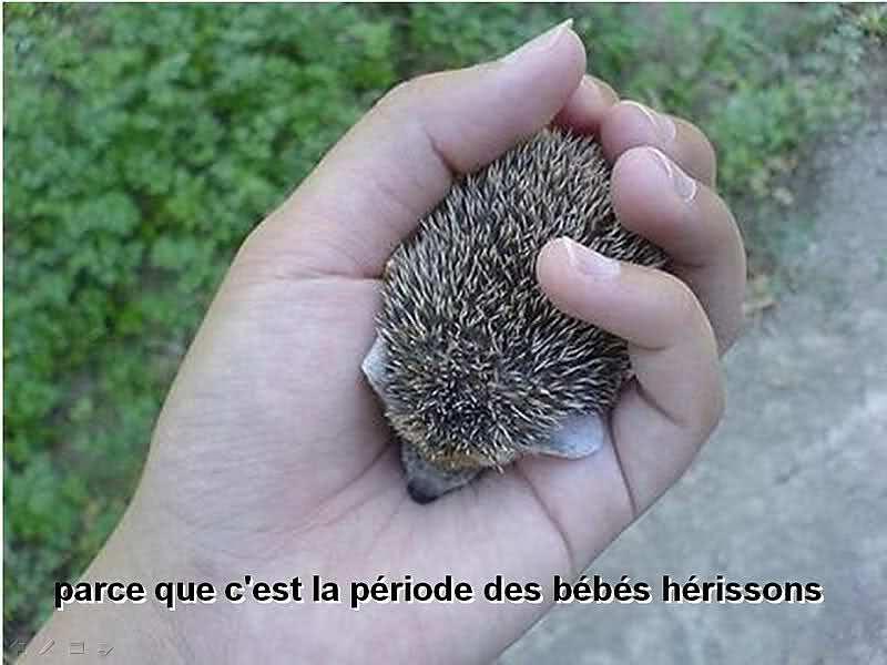 recette petit herisson