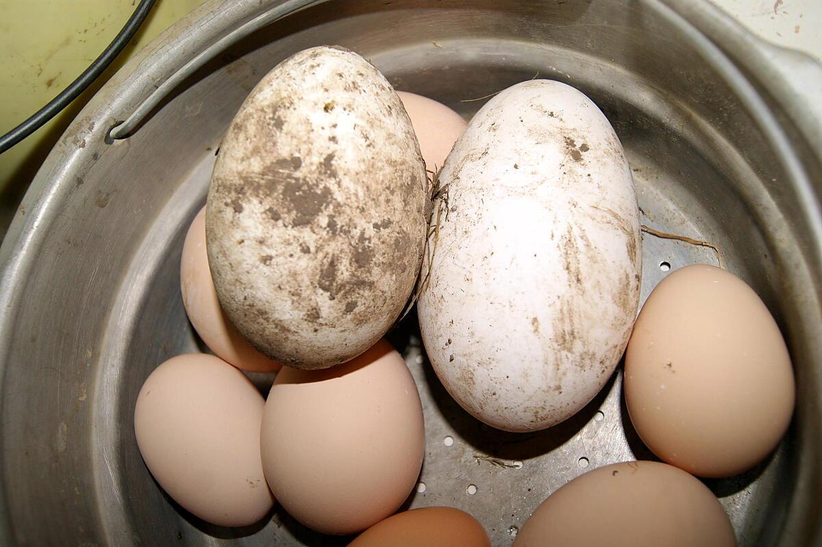 recette Comment congeler des oeufs crus entiers (c'est à dire blancs et jaunes ensemble) en cas de besoin