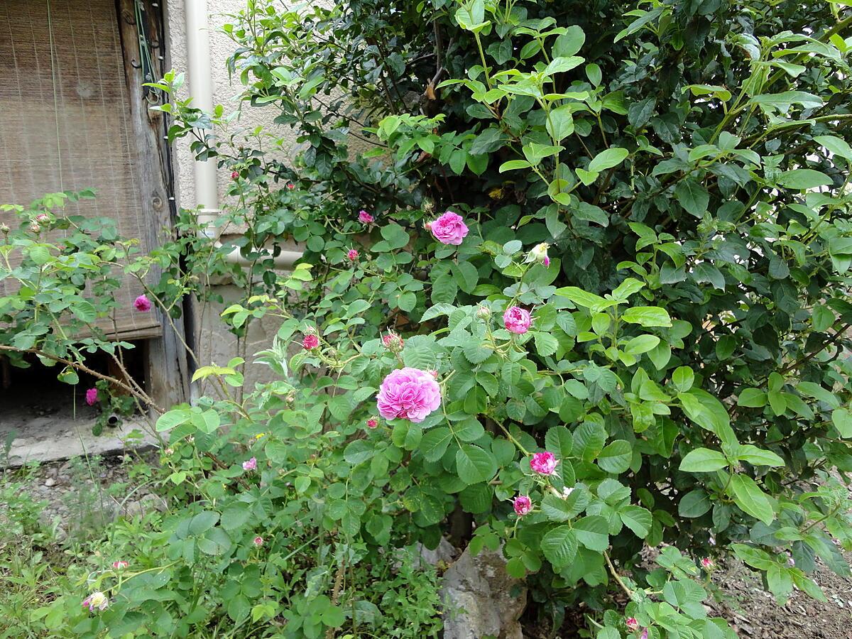 recette GELée  de petales de roses