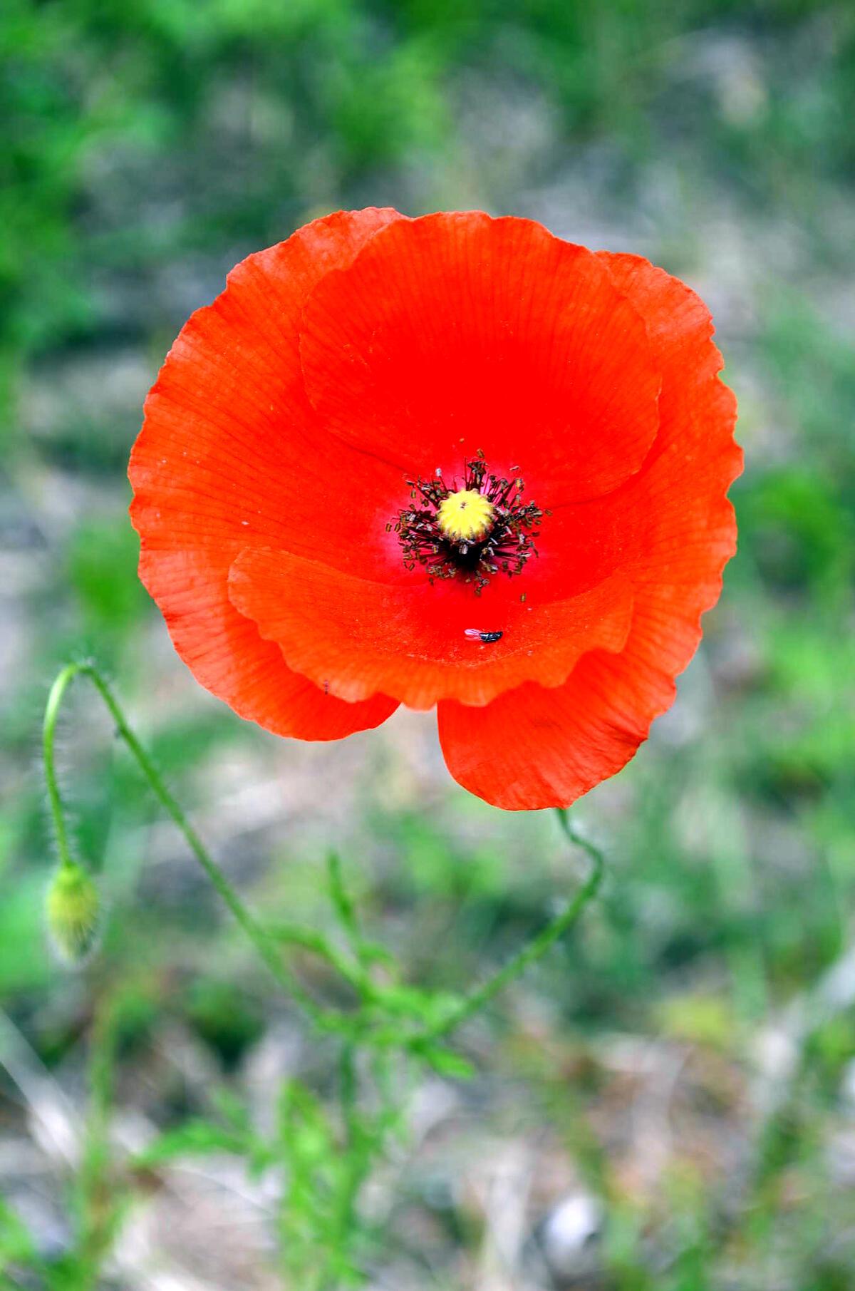 recette SIROP DE COQUELICOTS