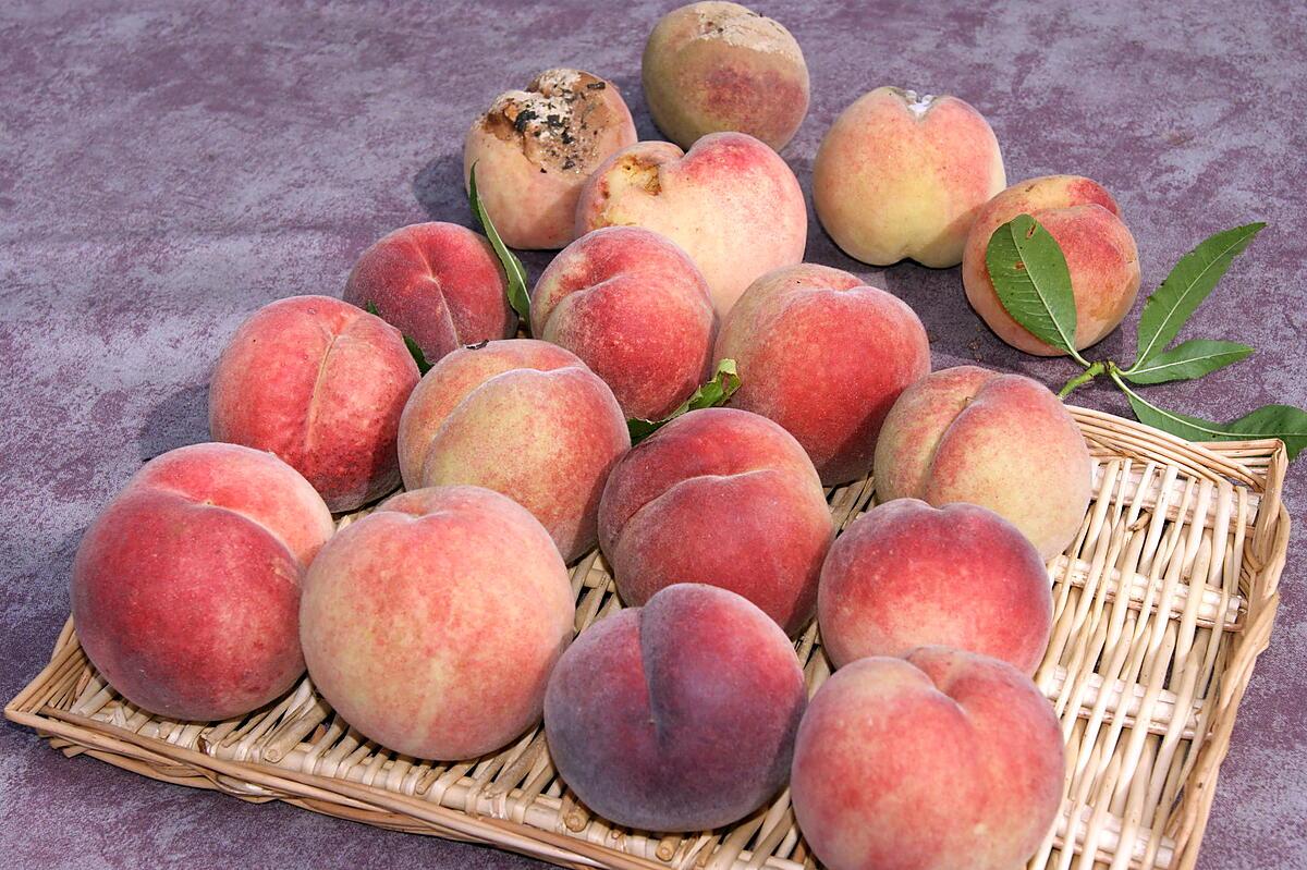 recette Compote pommes/nectarines