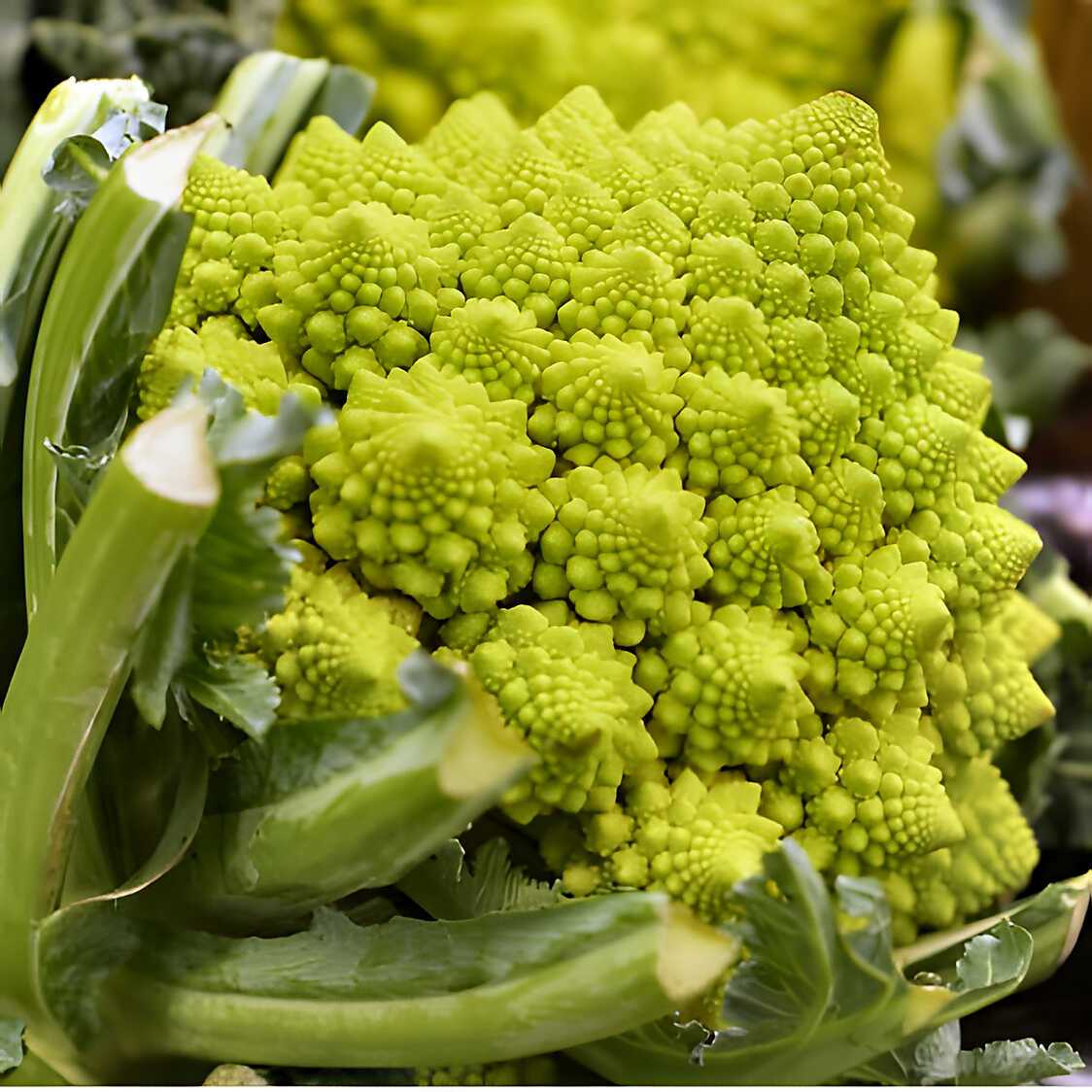 Gratin de choux romanesco façon hachi parmentier