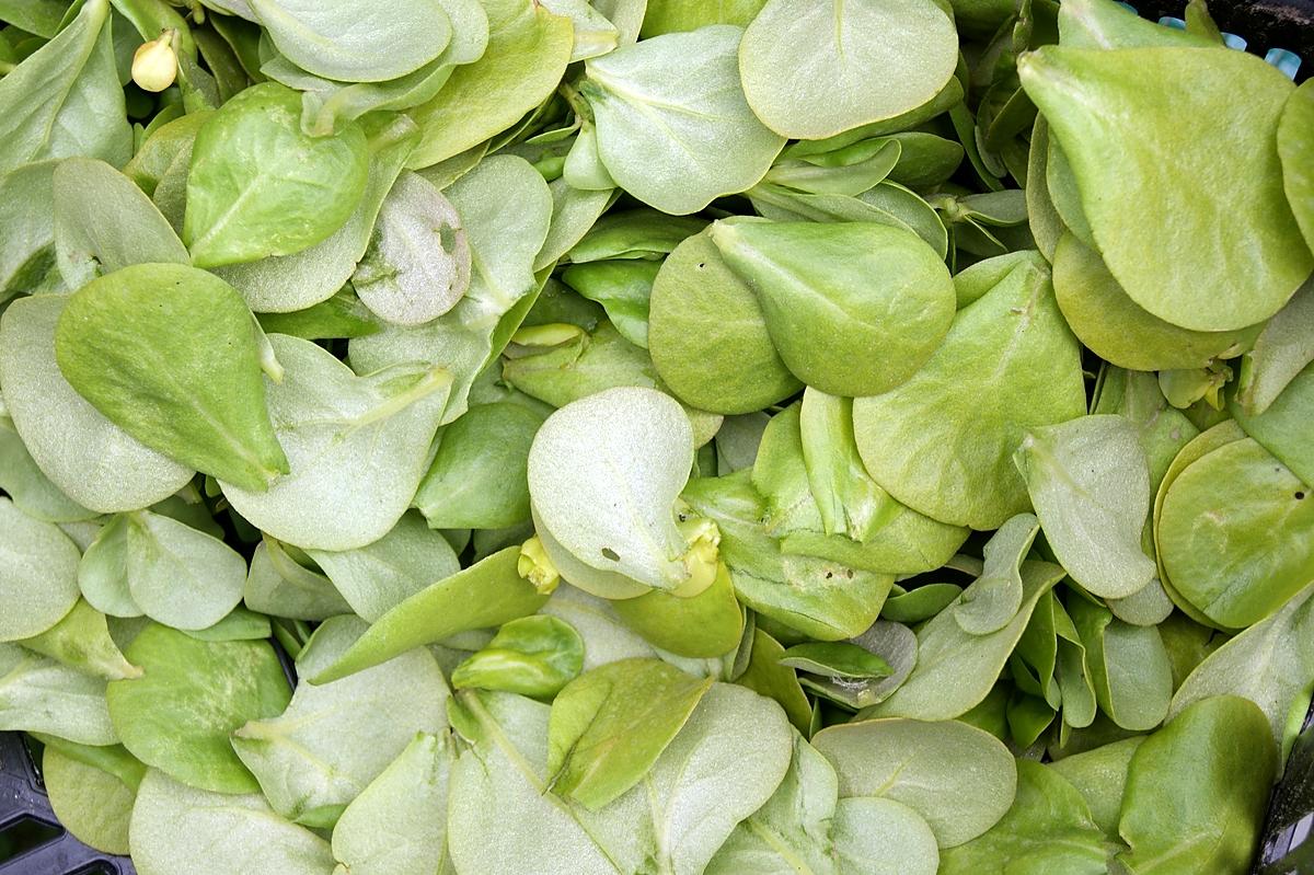 recette Salade de pourpier aux fleurs de capucines