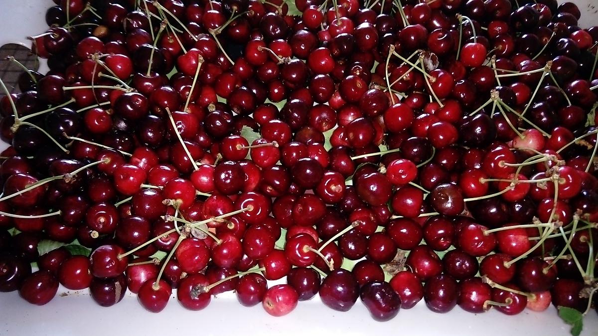 recette desserts  cerises  de kilométre  zéro,,mousse cerises,     fontainebleau  aux  cerises