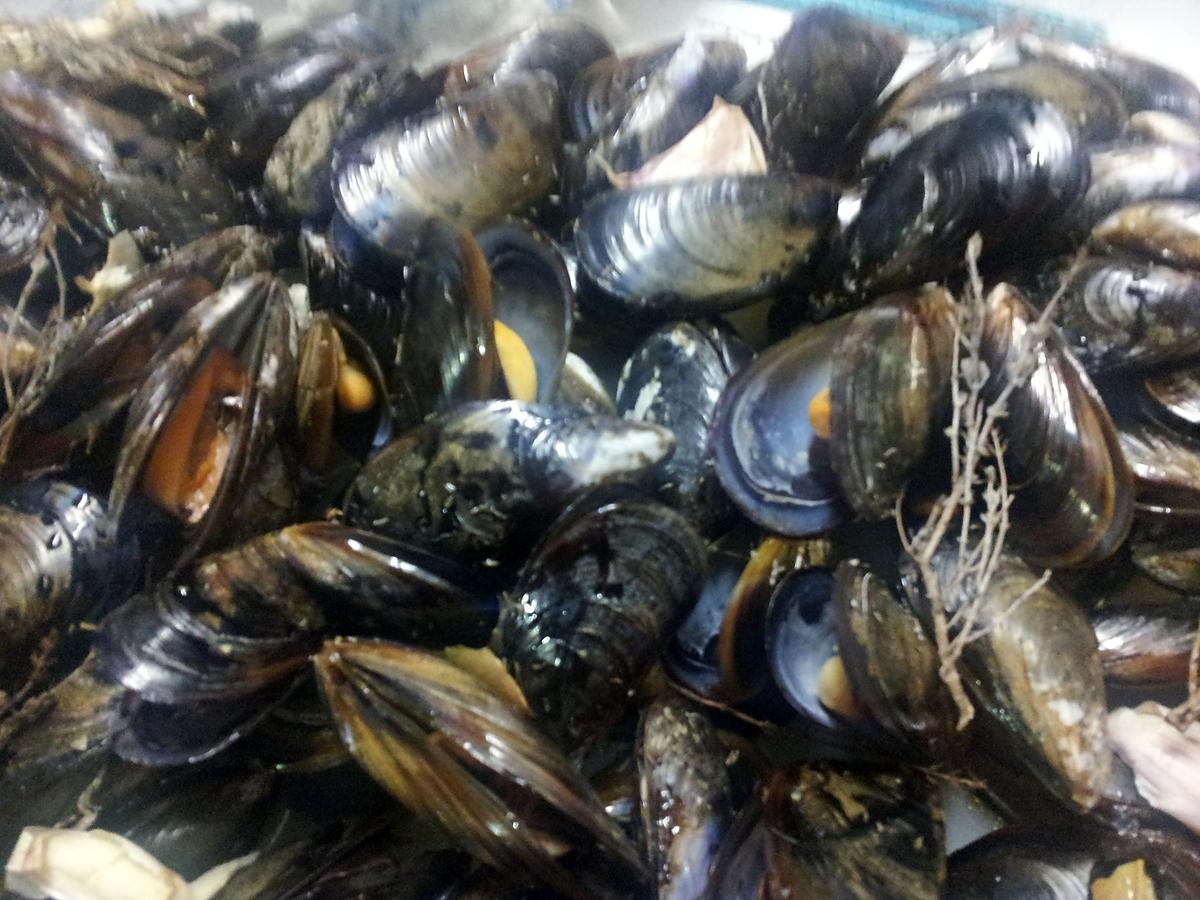 recette Moules au four