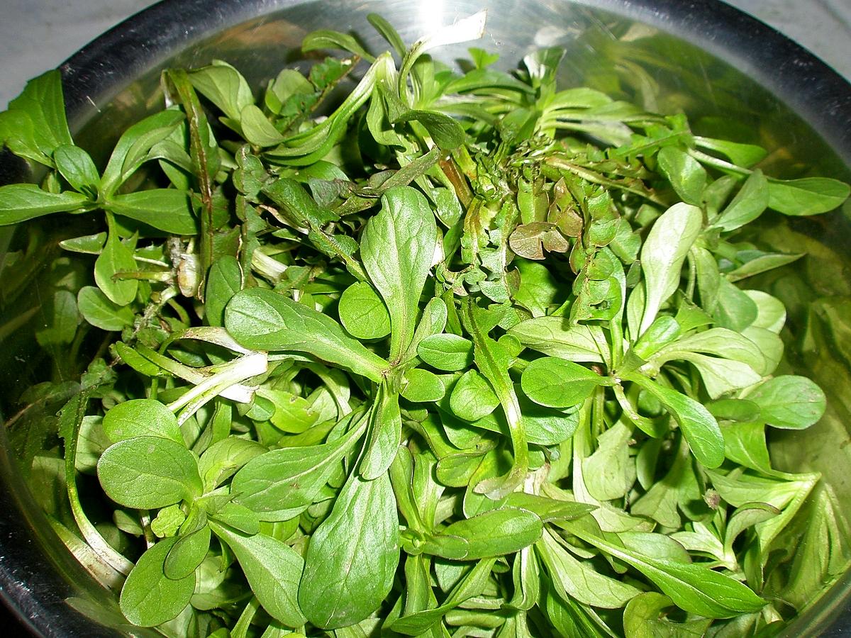 recette Salade Lyonnaise aux doucettes et pissenlits