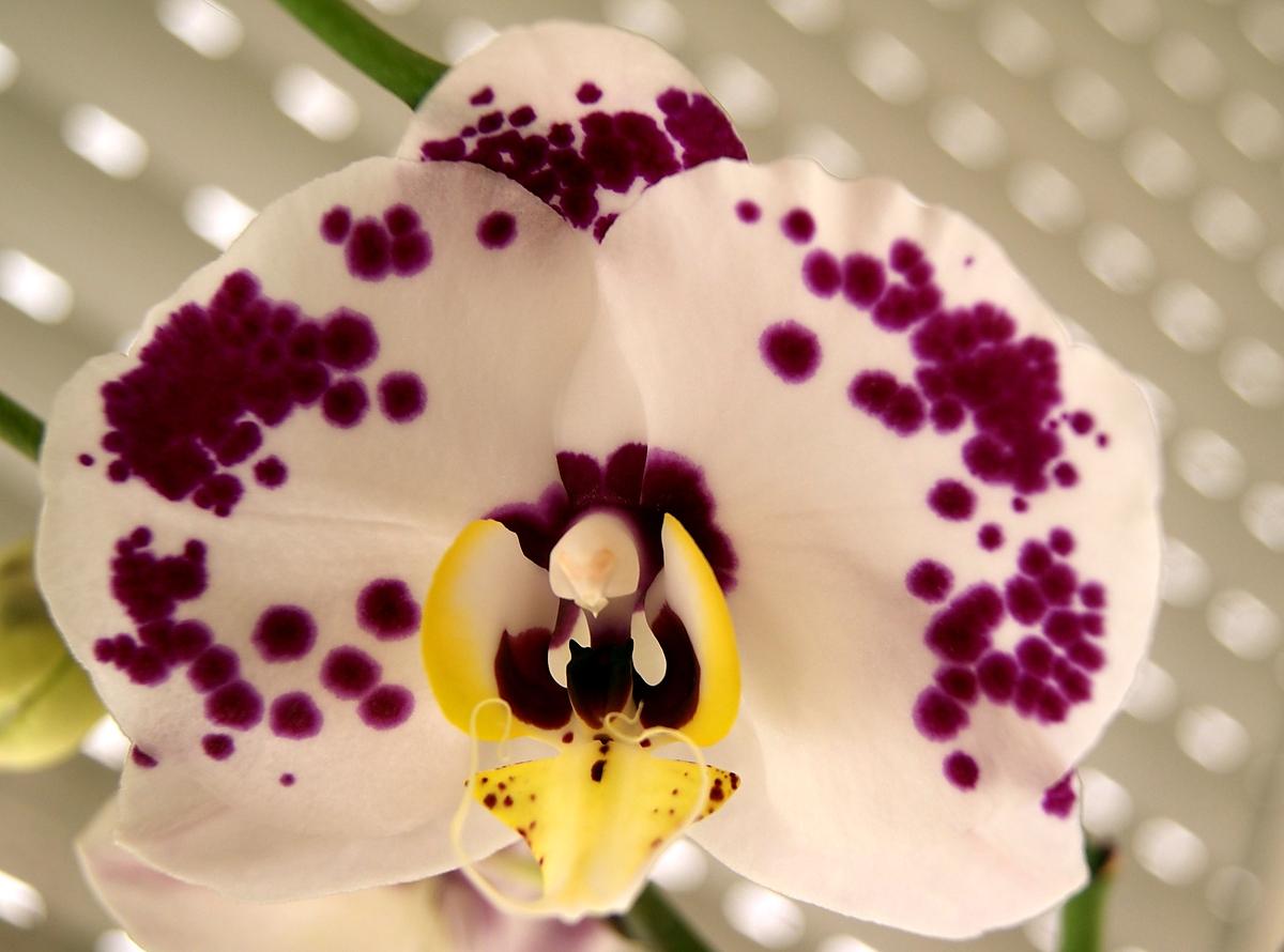 recette Comment faire refleurir une orchidée