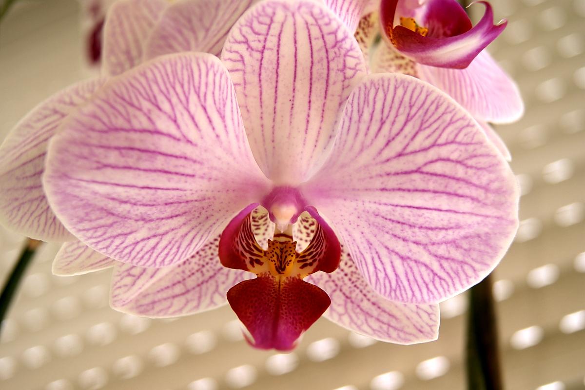 recette Comment faire refleurir une orchidée