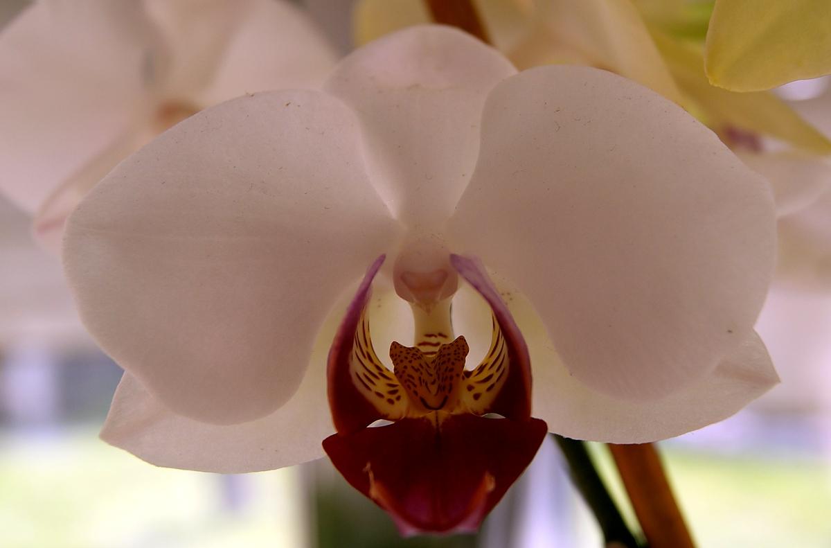 recette Comment faire refleurir une orchidée