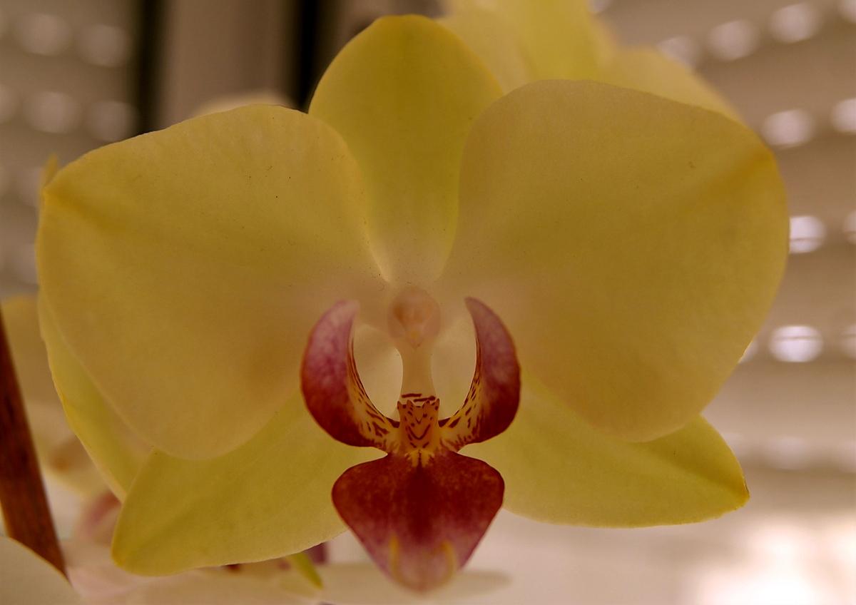 recette Comment faire refleurir une orchidée