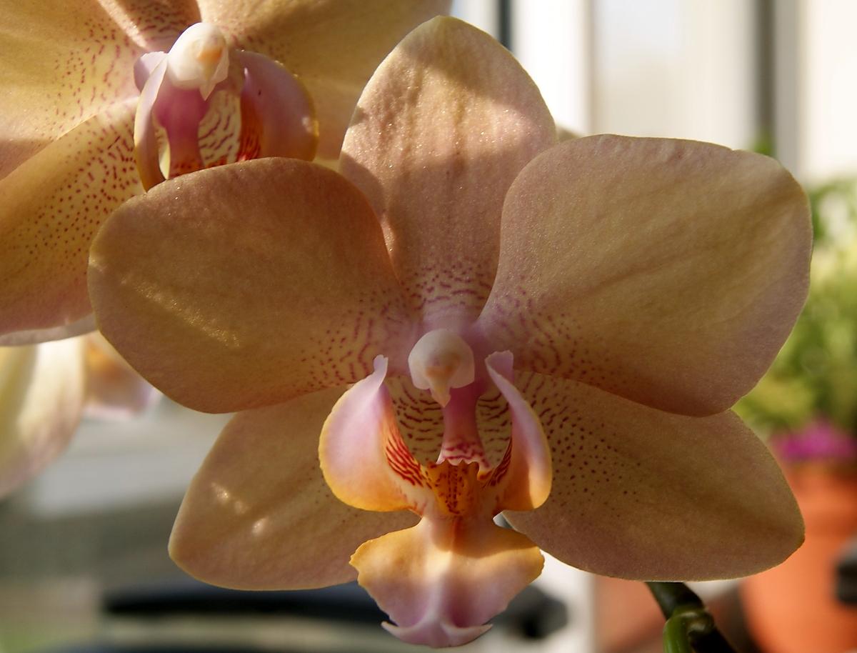 recette Comment faire refleurir une orchidée