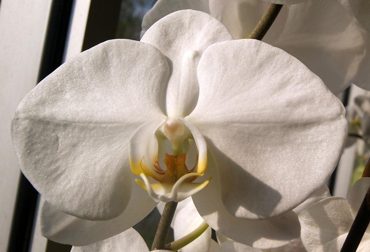 recette Comment faire refleurir une orchidée