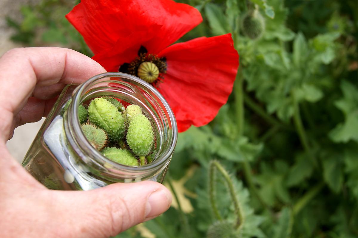 recette Boutons floraux de coquelicots au vinaigre