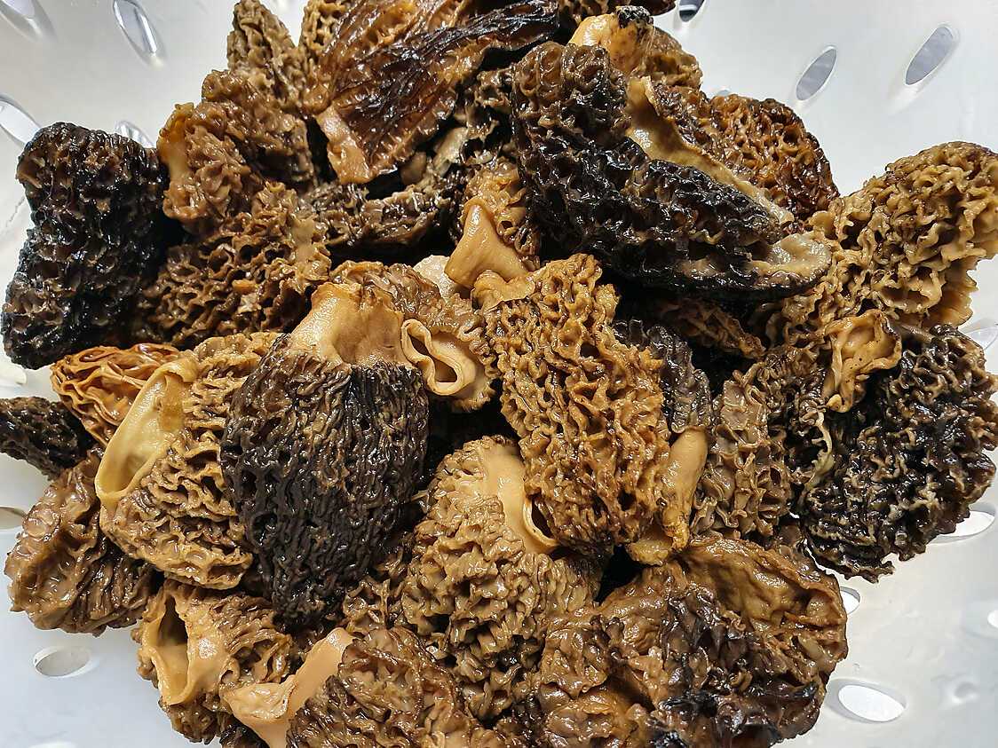 Recette de Sauce aux morilles séchées, crémeuse et onctueuse