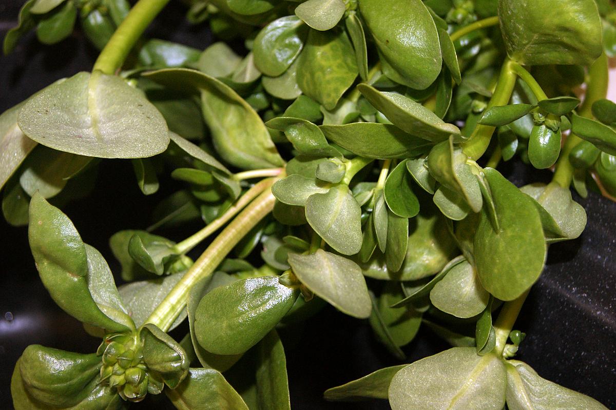 recette Pesto au pourpier doré et noix