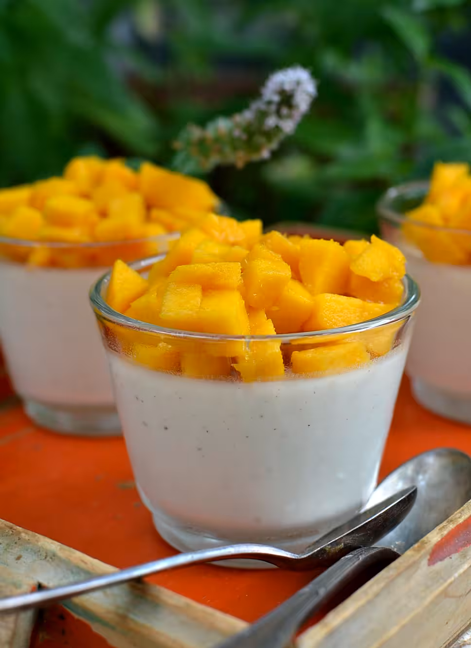 recette Panna cotta à la mangue
