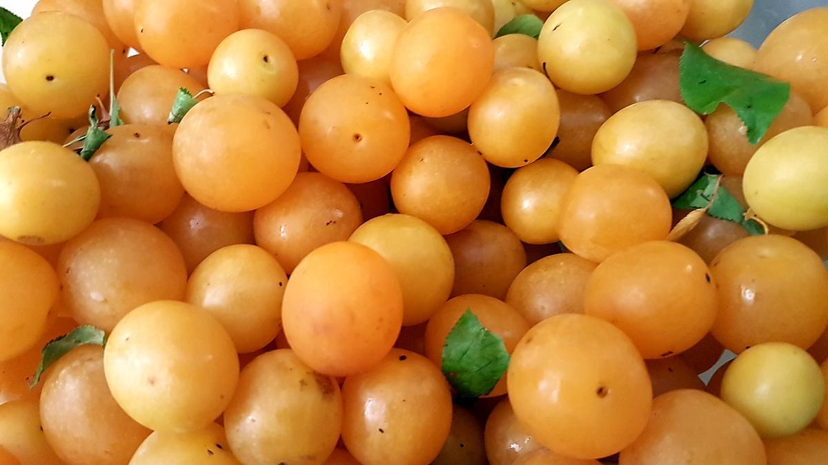 recette Tarte aux mirabelles