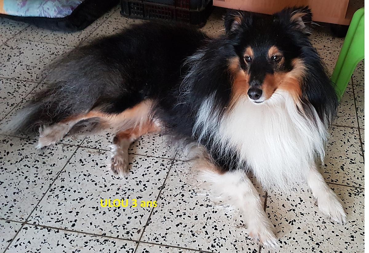 recette Crème chocolat au mascarpone