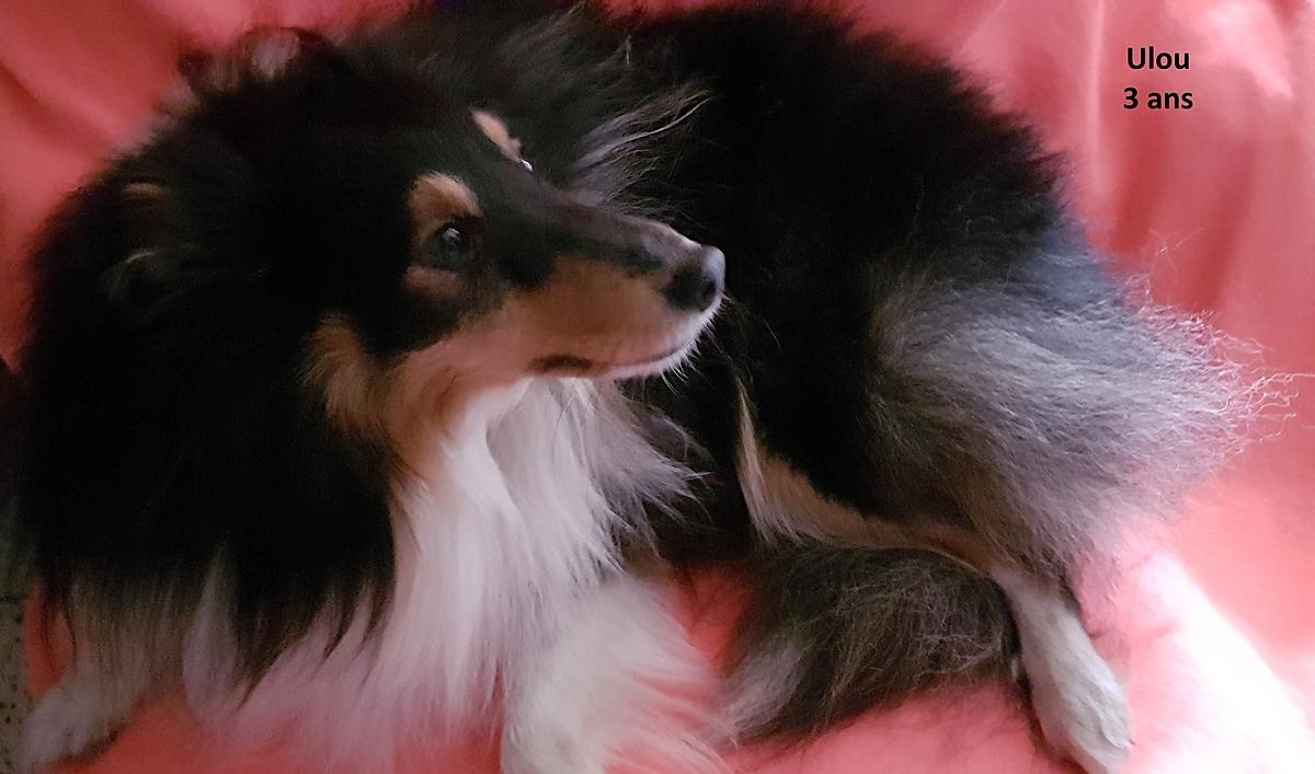 recette Crème chocolat au mascarpone