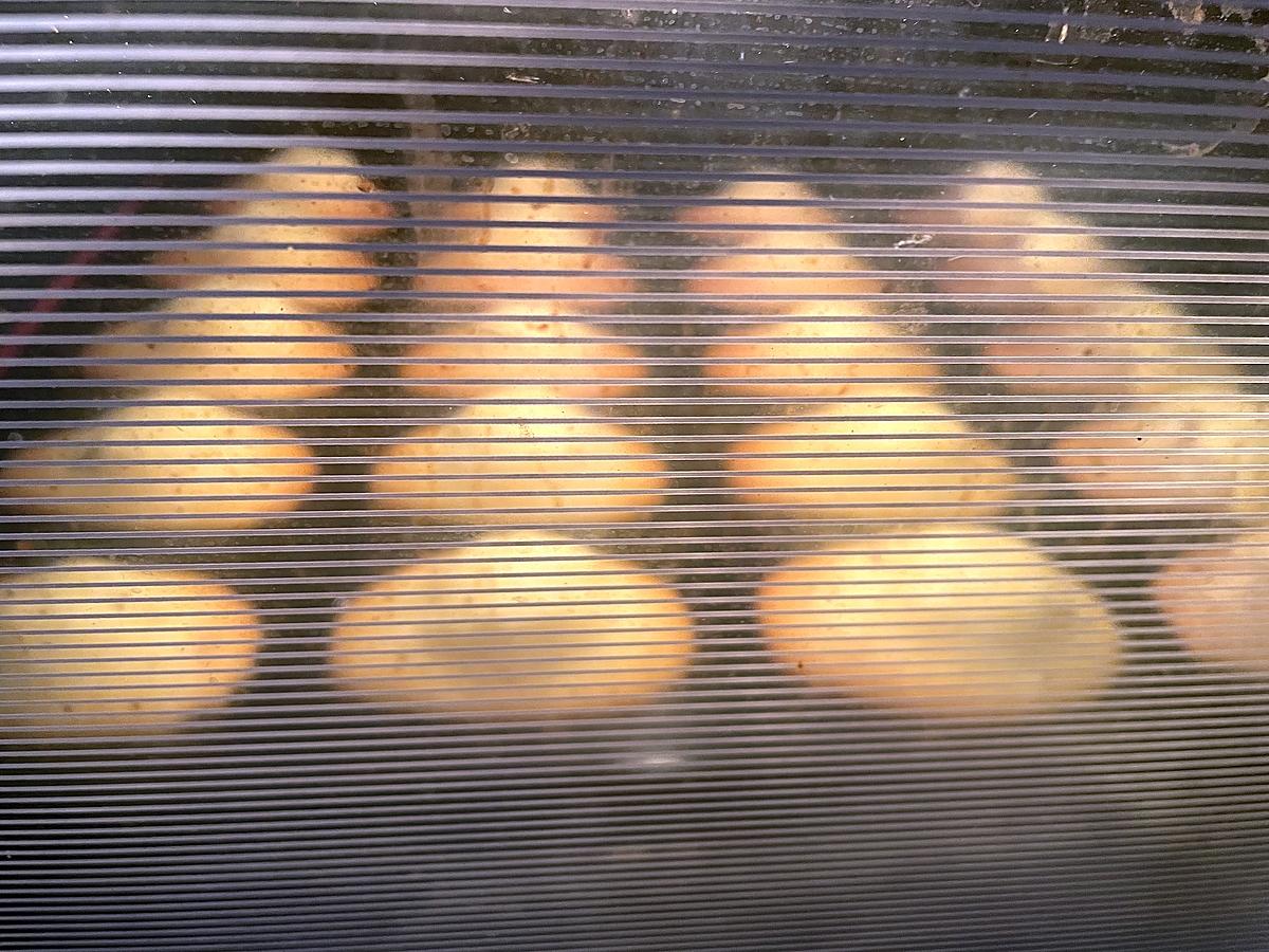 recette Madeleines moelleuses  coque chocolat