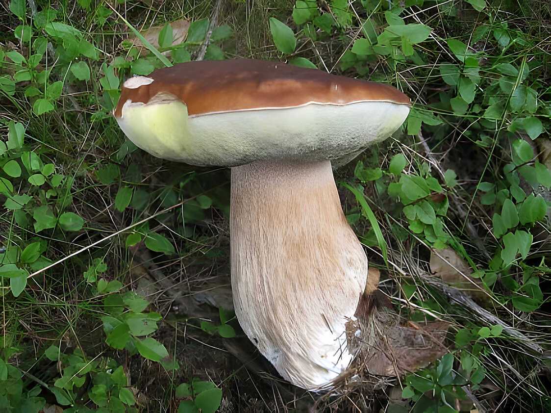 Recette de Filet de boeuf, sauce aux bolets frais