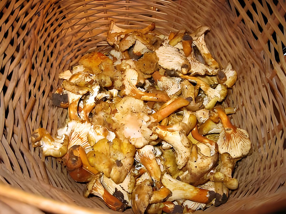 recette une poêlée de girolles façon joey (fraichement ramassées )