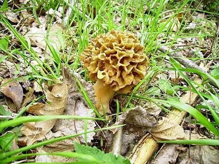 recette à partager entre nous -ohhhhh des ( morilles )