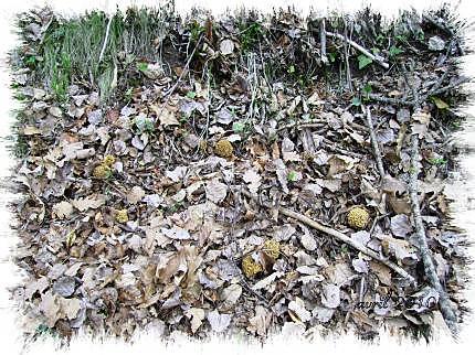 recette à partager entre nous -ohhhhh des ( morilles )