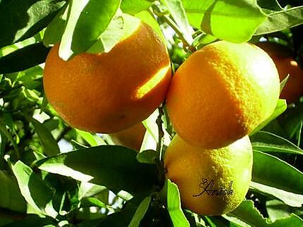 recette écorces d'oranges confites à l'eau de fleur d'oranger