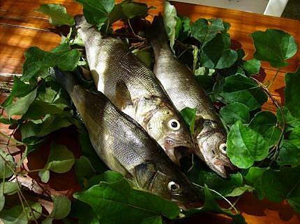 recette loup de mer au fenouil et tomates confites "à la plancha"