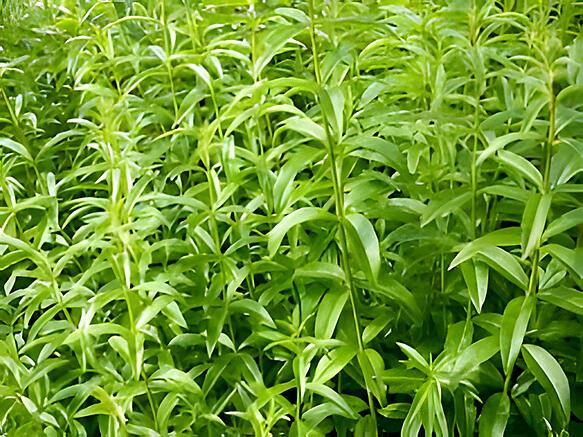 recette Yaourts infusés à la verveine citronnelle