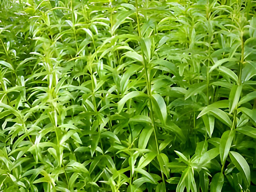 recette Yaourts infusés à la verveine citronnelle