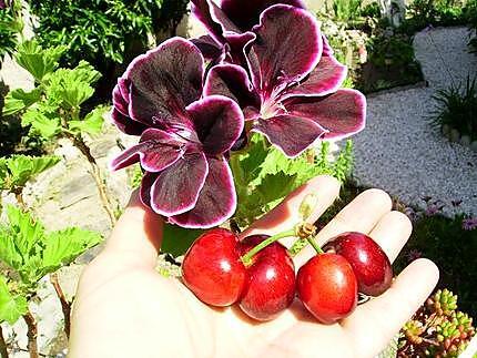 recette Confiture de cerises «  plus épaisse »