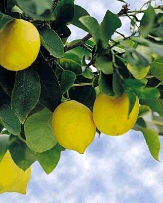 recette Tarte au citron meringuée...