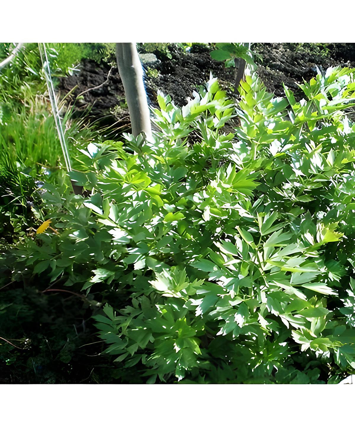 recette La plante à maggi