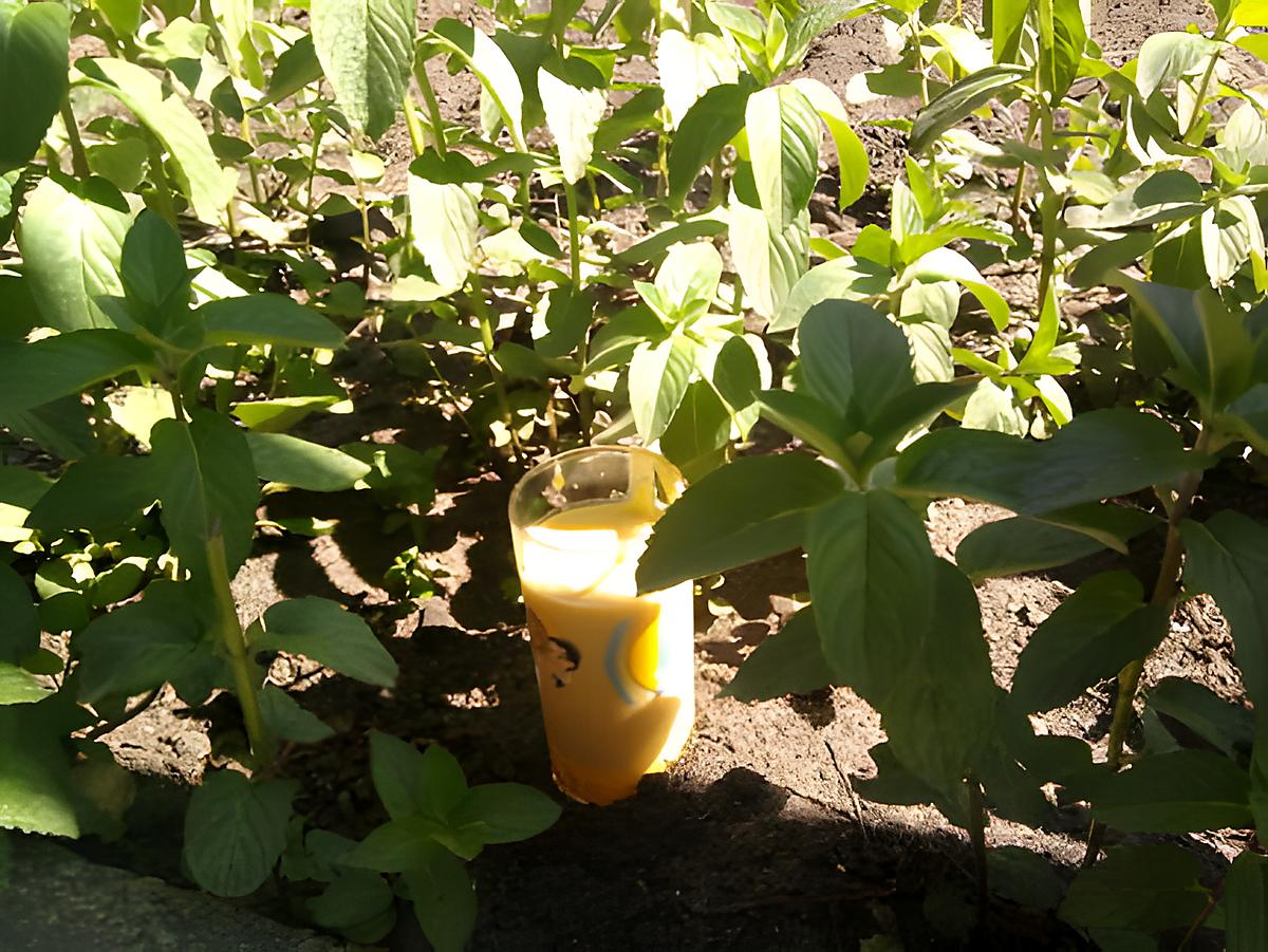 recette smoothie mangue kiwi