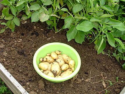 recette mes patates nouvelles