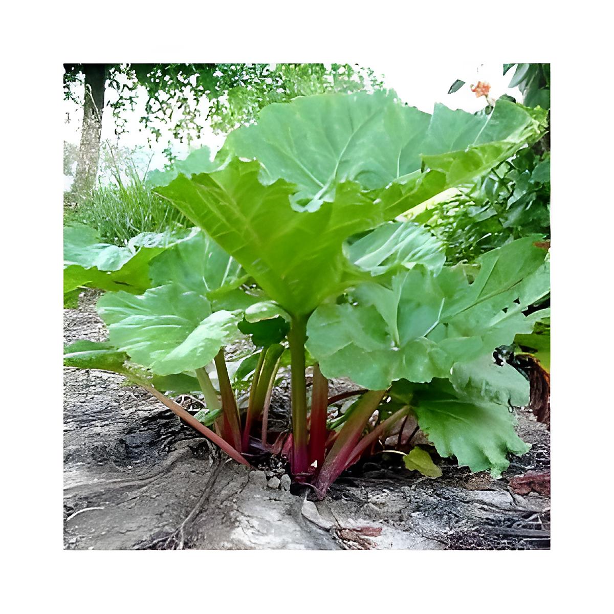 recette Feuilles de rhubarbe : trucs contre les pucerons et autres