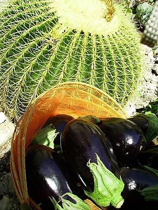 recette Aubergines en béchamel